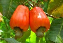 Côte d’Ivoire : Le prix de la noix de cajou fixé à 315 F CFA/Kg
