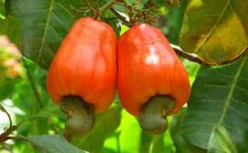 Côte d’Ivoire : Le prix de la noix de cajou fixé à 315 F CFA/Kg