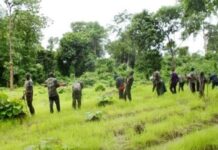 Côte d’Ivoire / Sassandra : Les agents des eaux et forêts lancent l’assaut final contre le buffle tueur