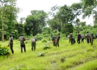 Côte d’Ivoire / Sassandra : Les agents des eaux et forêts lancent l’assaut final contre le buffle tueur
