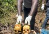 Côte d’Ivoire / Les ossements de deux jeunes filles tuées découverts dans un puits à Vavoua