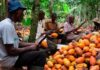 Côte d’Ivoire : Le prix du cacao fixé à 1500 FCFA pour la campagne intermédiaire 2023-2024