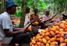 Côte d’Ivoire : Le prix du cacao fixé à 1500 FCFA pour la campagne intermédiaire 2023-2024