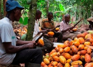 Côte d’Ivoire : Le prix du cacao fixé à 1500 FCFA pour la campagne intermédiaire 2023-2024