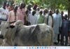 Séguéla / Célébration de la fête de la Tabaski : Dr Bamba Maférima Fouété offre 12 bœufs et 3 moutons aux populations