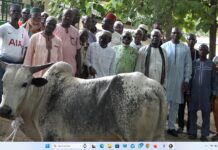 Séguéla / Célébration de la fête de la Tabaski : Dr Bamba Maférima Fouété offre 12 bœufs et 3 moutons aux populations