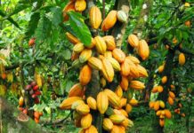 Côte d’Ivoire : Le prix du cacao fixé à 2 200 FCFA/kg pour la campagne intermédiaire
