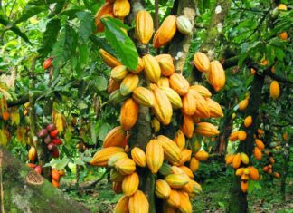 Côte d’Ivoire : Le prix du cacao fixé à 2 200 FCFA/kg pour la campagne intermédiaire