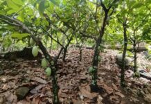 Observation Indépendante : un outil citoyen au service du cacao durable en Côte d’Ivoire