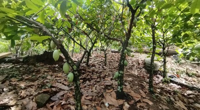 Observation Indépendante : un outil citoyen au service du cacao durable en Côte d’Ivoire