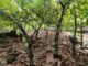 Observation Indépendante : un outil citoyen au service du cacao durable en Côte d’Ivoire
