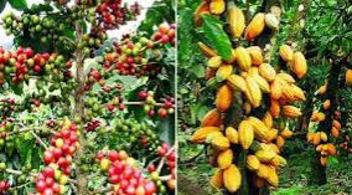 Côte d’Ivoire / Campagne Café-Cacao 2025-2026 : De nouveaux prix fixés par le président Alassane Ouattara