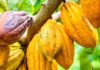 Cacao : le paradoxe du siècle, quand les prix s’envolent et les planteurs s’enfoncent