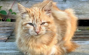 France/ Hérault/insolite : Un chat condamné à payer 1250€, soit plus de 850.000 fcfa par le Tribunal de Béziers.