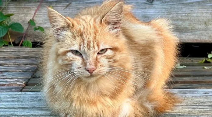 France/ Hérault/insolite : Un chat condamné à payer 1250€, soit plus de 850.000 fcfa par le Tribunal de Béziers.