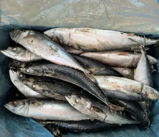 Côte d’Ivoire/ Les Prix du poisson baisse de 2 500 FCFA sur les cartons de chinchard et de maquereau