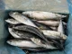 Côte d’Ivoire/ Les Prix du poisson baisse de 2 500 FCFA sur les cartons de chinchard et de maquereau