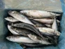 Côte d’Ivoire/ Les Prix du poisson baisse de 2 500 FCFA sur les cartons de chinchard et de maquereau